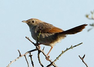 Grey-backed cisticola Species of bird