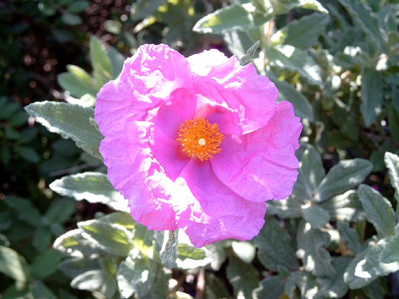 File:Cistus albidus b.jpg