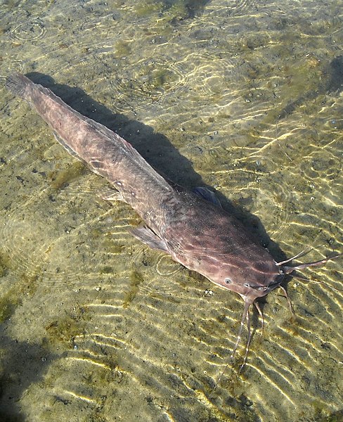 File:Clarias anguillaris.jpg