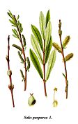 Cleaned-Illustration Salix purpurea.jpg