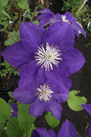 Beschrijving van Clematis KINGFISHER afbeelding 'Evipo037'.jpg.