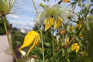 Guldskovranke (Clematis tangutica) Foto: Anneli Salo