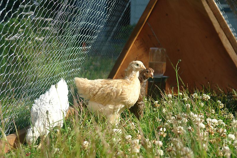 File:Close-up, three chicks in a coop.jpg