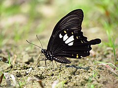 Close wing position of Papilio nephelus Boisduval, 1836 – Yellow Helen.jpg