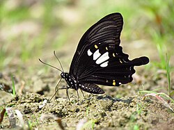 Close wing position of Papilio nephelus Boisduval, 1836 – Yellow Helen.jpg