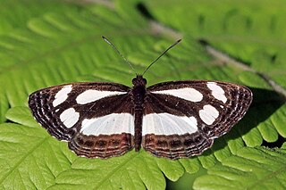 <i>Neptis nicoteles</i> Species of butterfly