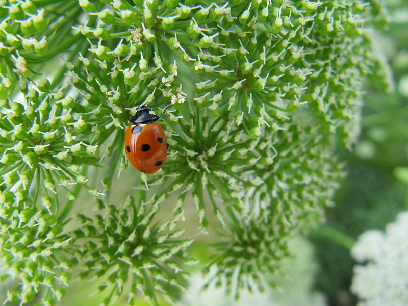 File:Coccinelle sur une fleur .jpg