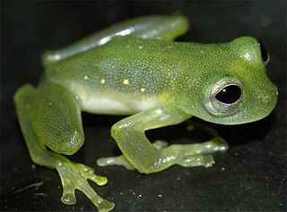 <i>Teratohyla midas</i> Species of amphibian