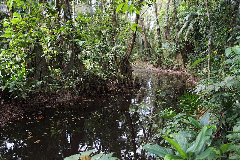 File:Cockscomb Basin Wildlife Sanctuary 06.JPG