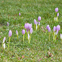 Colchicum autumnale-IMG 9373.jpg