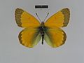 ♂ dorsal side