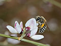 Miniatuurafbeelding voor de versie van 8 nov 2012 17:09