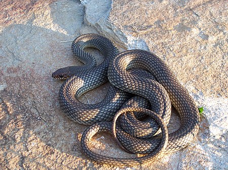 Dolichophis caspius