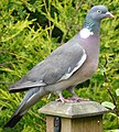 Columba palumbus (cropped).jpg