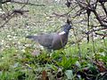 Columba palumbus Empoli.jpg