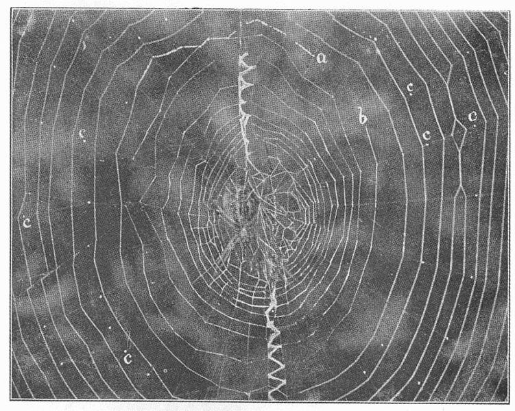 File:Common Spiders U.S. 451 Argiope aurantia web.jpg