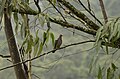 Common emerald dove Chalcophaps indica from Anaimalai hills DSC7988.JPG