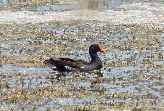 Common gallunile at the Montezuma NWR