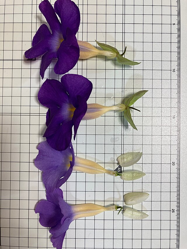 ムラサキヤハズカズラ（上）とコダチヤハズカズラ（下）の萼と花弁色の比較