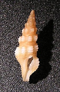 <i>Compsodrillia haliostrephis</i> Species of gastropod
