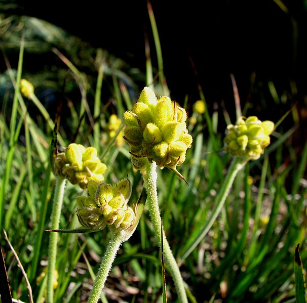 File:Conostylis aculeata.jpg