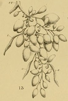 Portion of a ripe ovary of Sepia (cuttlefish) showing ova of various sizes and some empty capsules c, c. From Contributions to the developmental history of the Mollusca