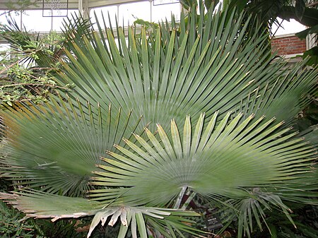 Copernicia baileyana - Buffalo and Erie County Botanical Gardens - 1-10 - IMG 3611.JPG