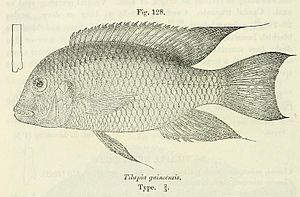 Guinea cichlid - drawing from Catalog of the fresh-water fishes of Africa in the British Museum of Natural History by George Albert Boulenger