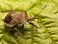 Coreus marginatus,(oblikalutikas).JPG