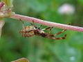 Coreus marginatus