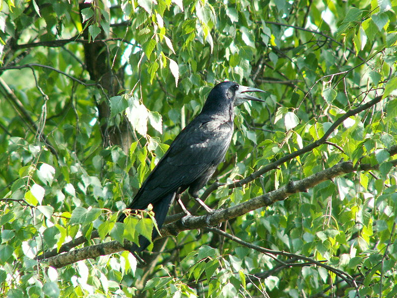 File:Corvus frugilegus 001.jpg