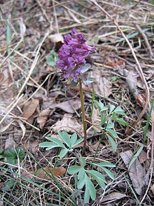 Kokorycz pełna (Corydalis solida), dolina Czarnej