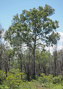 Corymbia trachyphloia subsp. carnarvonica.jpg