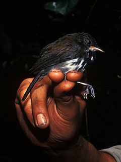 Ringed antpipit Species of bird