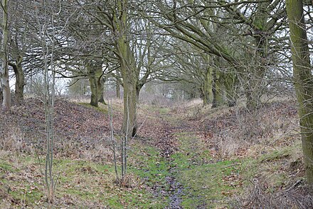 Cozens Grove Cozens Grove 3.JPG