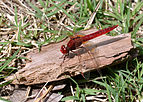 Crocothemis erythraea