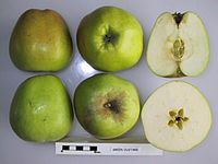 Cross section of Green Custard, National Fruit Collection (acc. 1941-028) .jpg