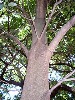 <i>Cryptocarya foetida</i> Species of tree