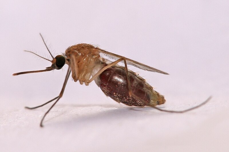 File:Culex mosquito.jpg