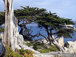 Monterey-ciprus (Cupressus macrocarpa)
