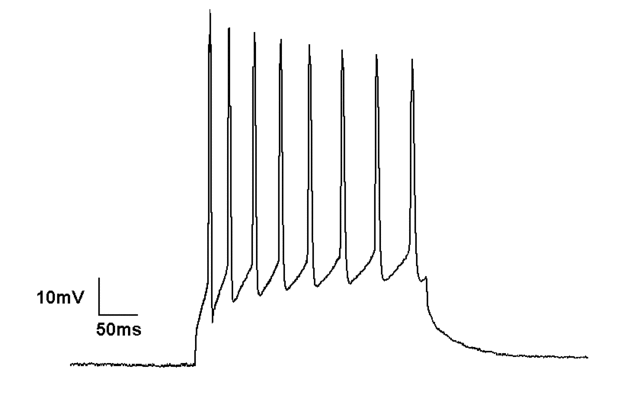 Current Clamp recording of Neuron