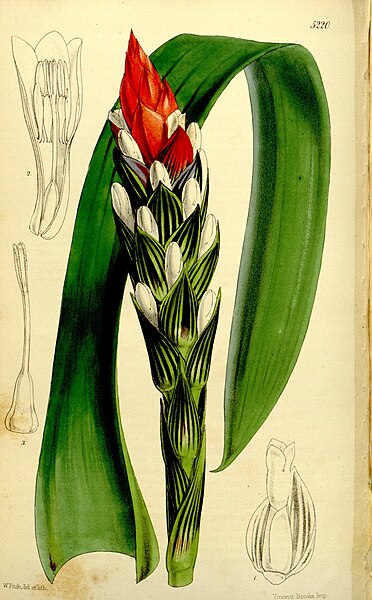 File:Curtis's botanical magazine (Tab. 5220) (9444740650).jpg