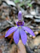 Caladenia caerulea