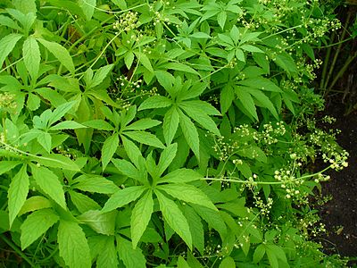 Cyclanthera pedata Habitus