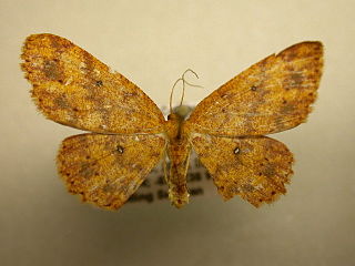 <i>Cyclophora aurantiata</i> species of insect