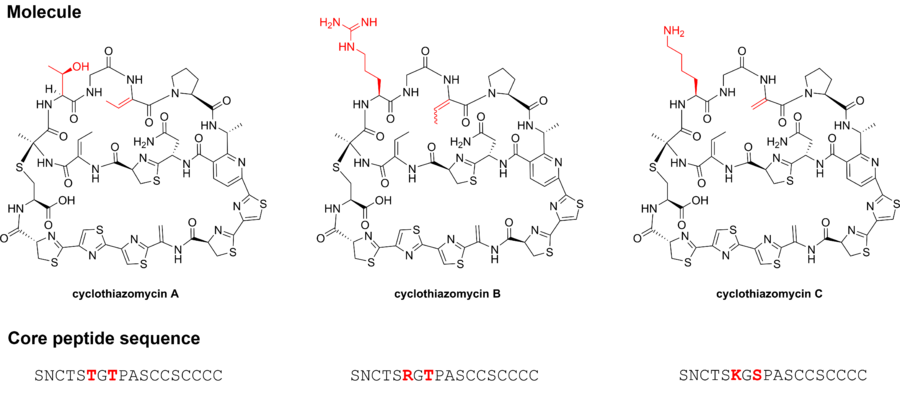 The cyclothiazomycin family of antibiotics includes cyclothiazomycins A, B, and C. The structural differences between the analogues are shown in red. Also depicted are the sequences of the peptides that are chemically modified to become the final molecules. Cyclothiazomycin-family.png