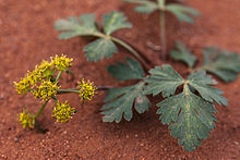 Cymopterus newberryi 1.jpg