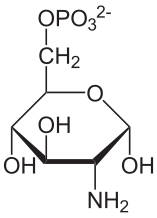 File:D-Glucosamin-6-phosphat.svg