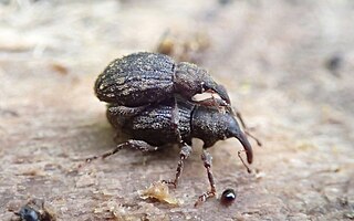 <i>Sthereus</i> Genus of beetles