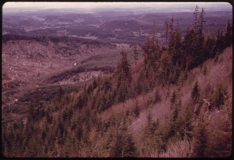File:DOUGLAS FIRS, 20 TO 40 YEARS OLD, IN THE FOREGROUND IN OLYMPIC NATIONAL TIMBERLAND, WASHINGTON. NEAR OLYMPIC NATIONAL... - NARA - 555109.tif